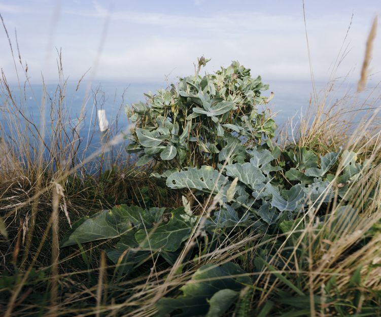 Chou marin sur la falaise. Alan Aubry