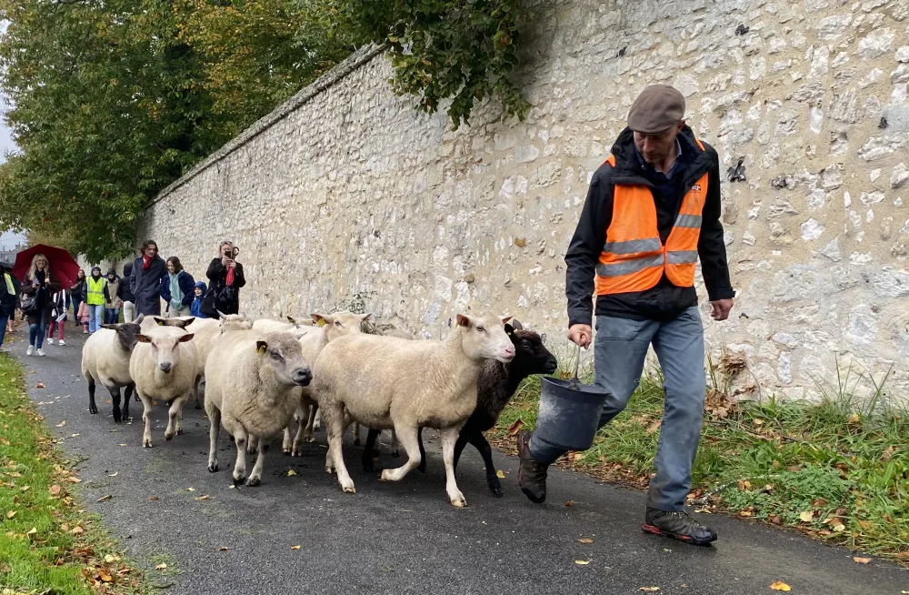 Loc Patin, leveur  Jumiges, conduit ses moutons au pturage