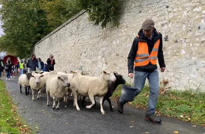 Pturage d'hiver  Jumiges